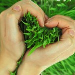 Hands hugging green fresh grass in shape of heart